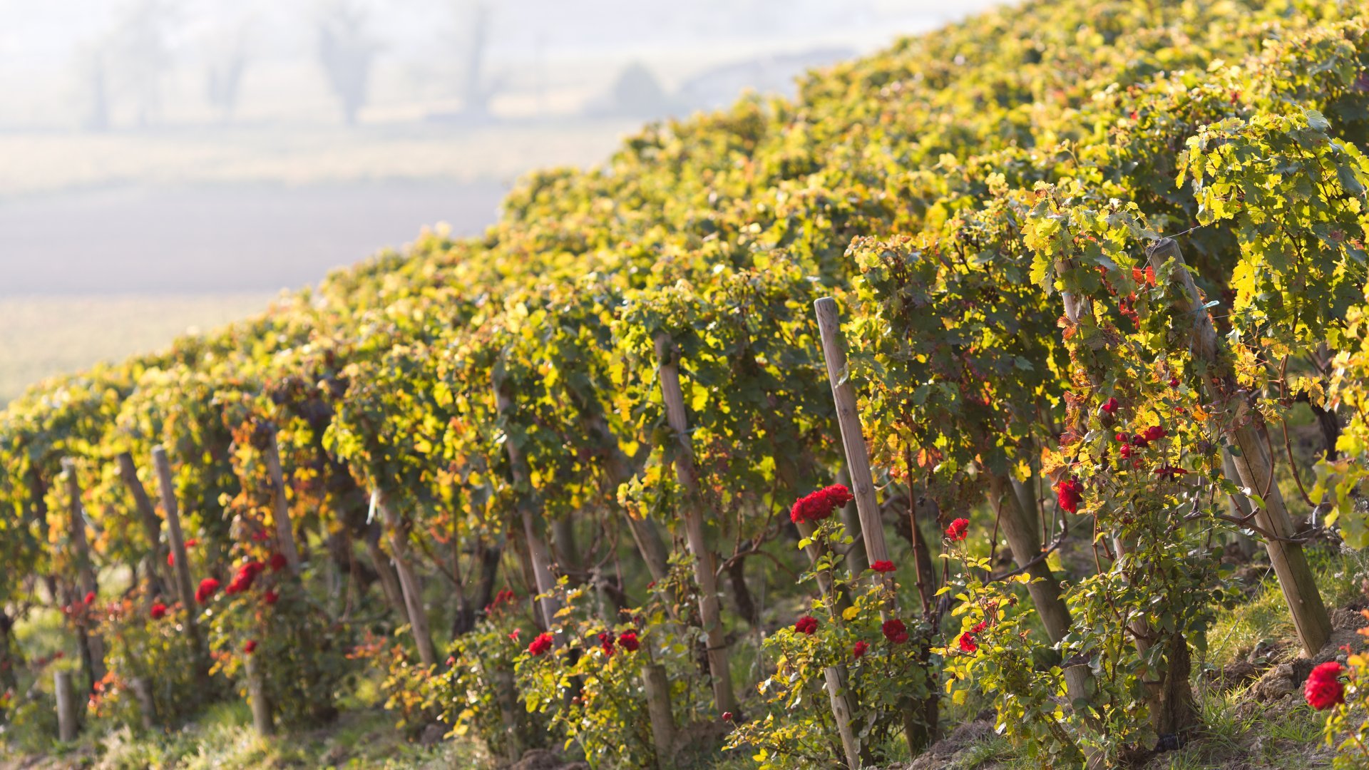 Séjour Prestige - 2 nuits